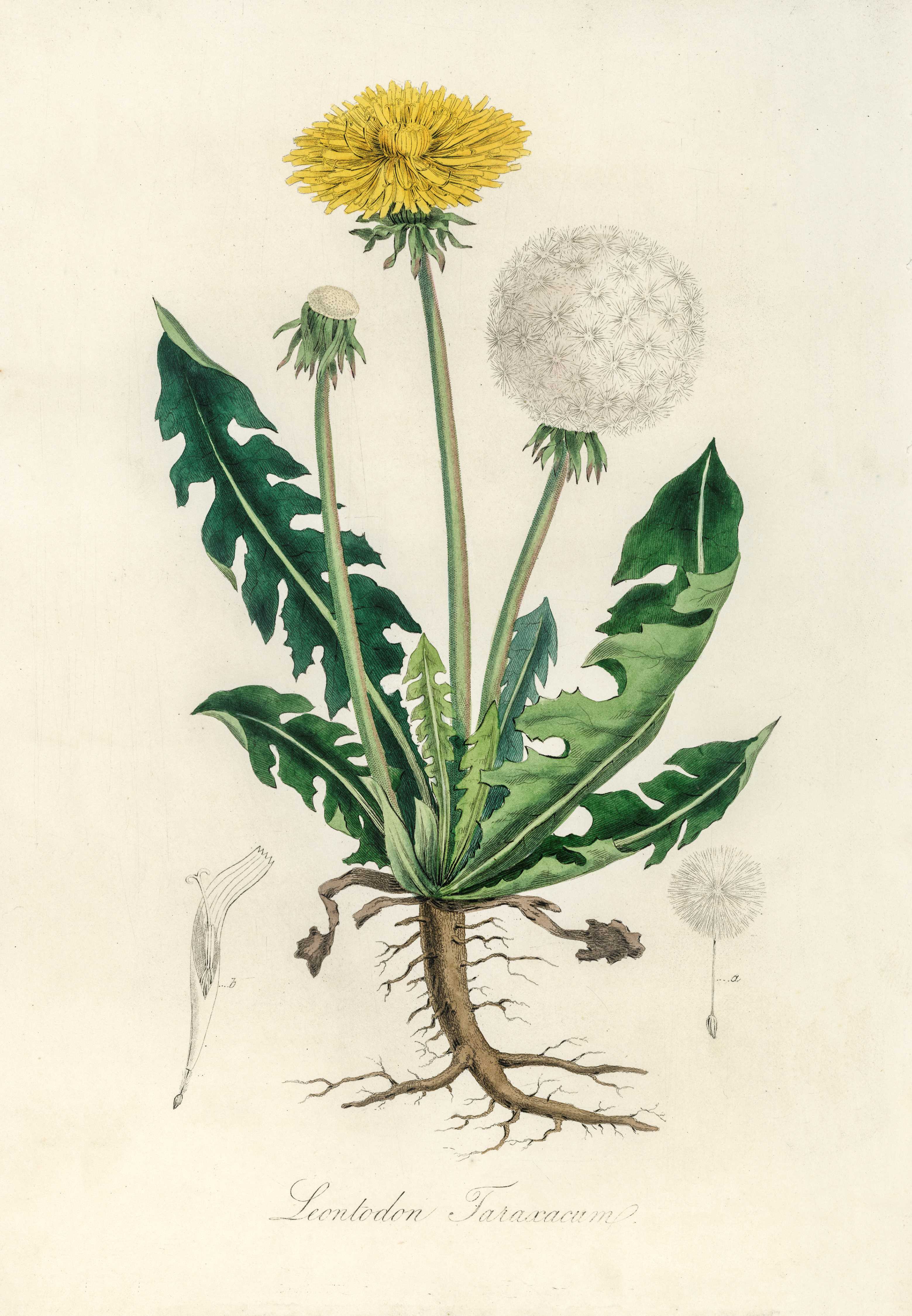 Botanique