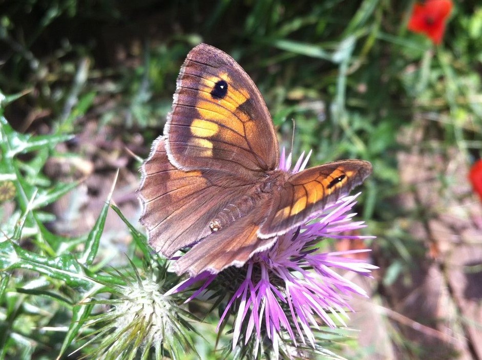 Papillon Papillon