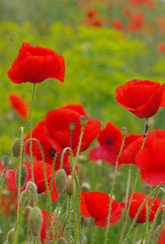 Coquelicots