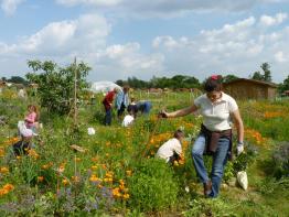 Aimez la page facebook des jardiniers de Tournefeuille