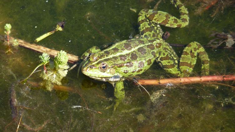 Grenouille