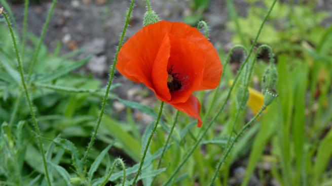 Papaver rhoeas