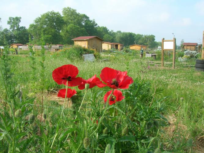 Coquelicot