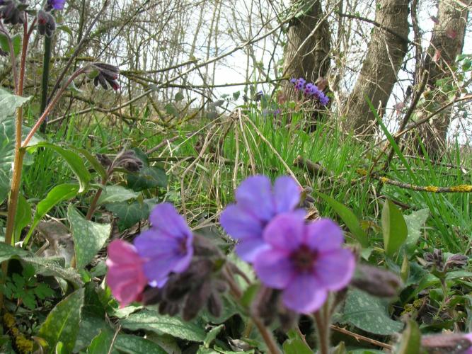 Pulmonaria officinalis