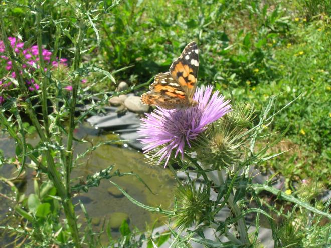 Lycaena phlaeas