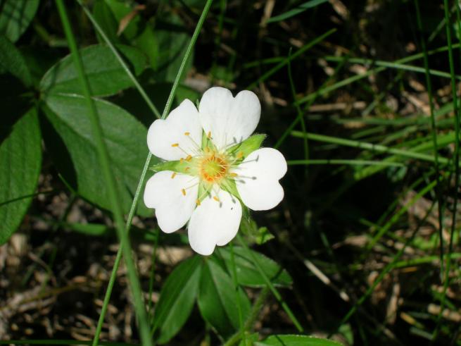 Potentille Montana