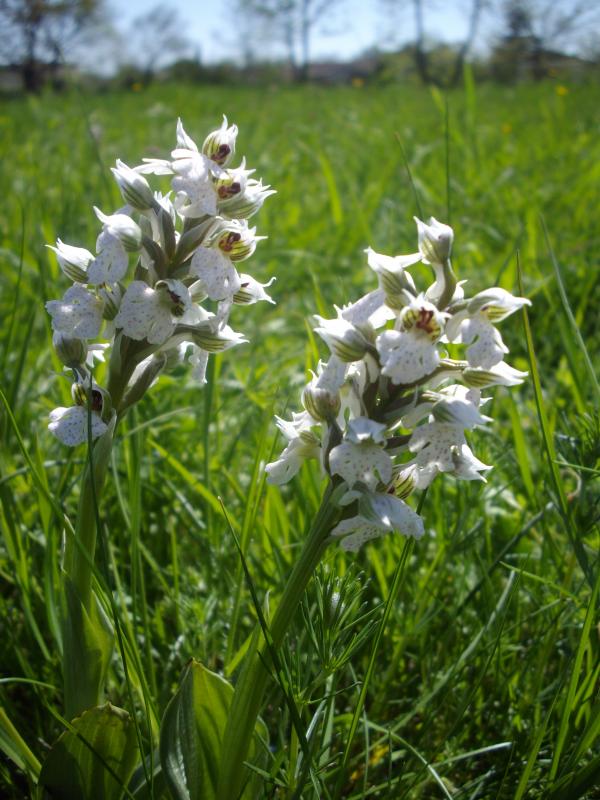 Orchis lactée à fleurs blanches