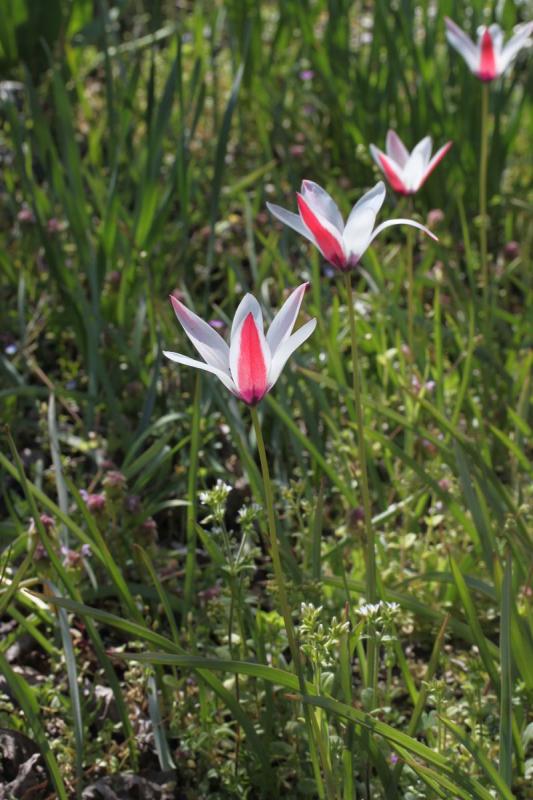 Tulipa clusiana station de quelques pieds