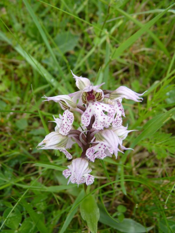 Néotina lactea