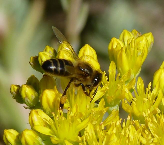 Apis mellifera