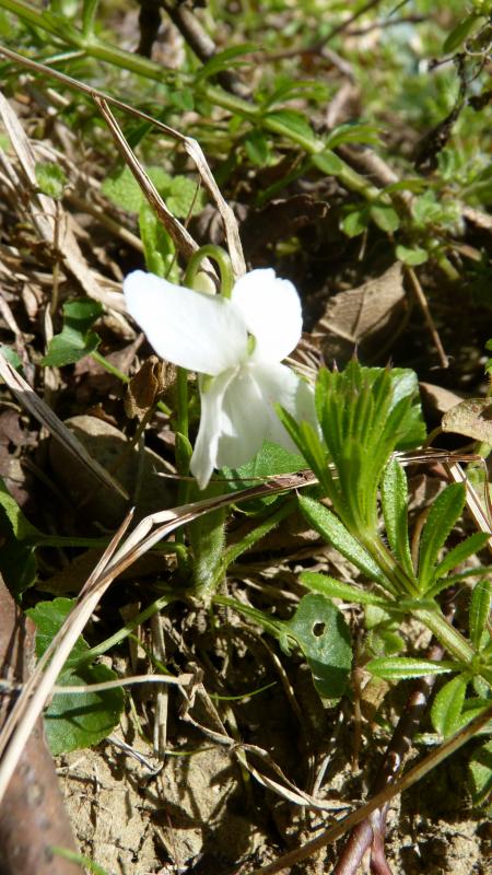 violette blanche Observée au bord du Touch