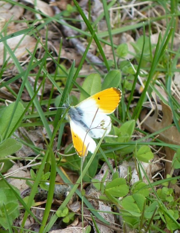 Papillon Aurore