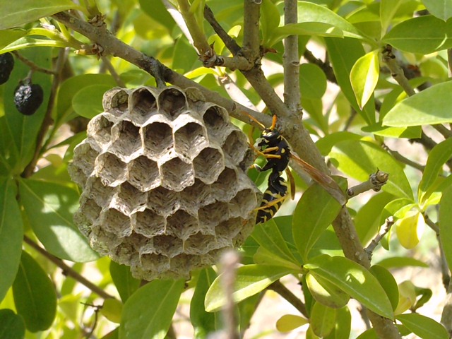 Polistes gallicus (vespidae)