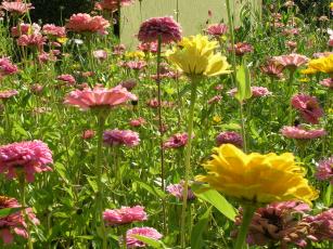 Flore de Tournefeuille