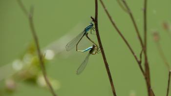 Faune de Tournefeuille