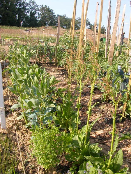 Quels beaux légumes !!