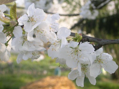 Plantation de l'arbre "AJT" : un pommier fleur 'Iceberg"