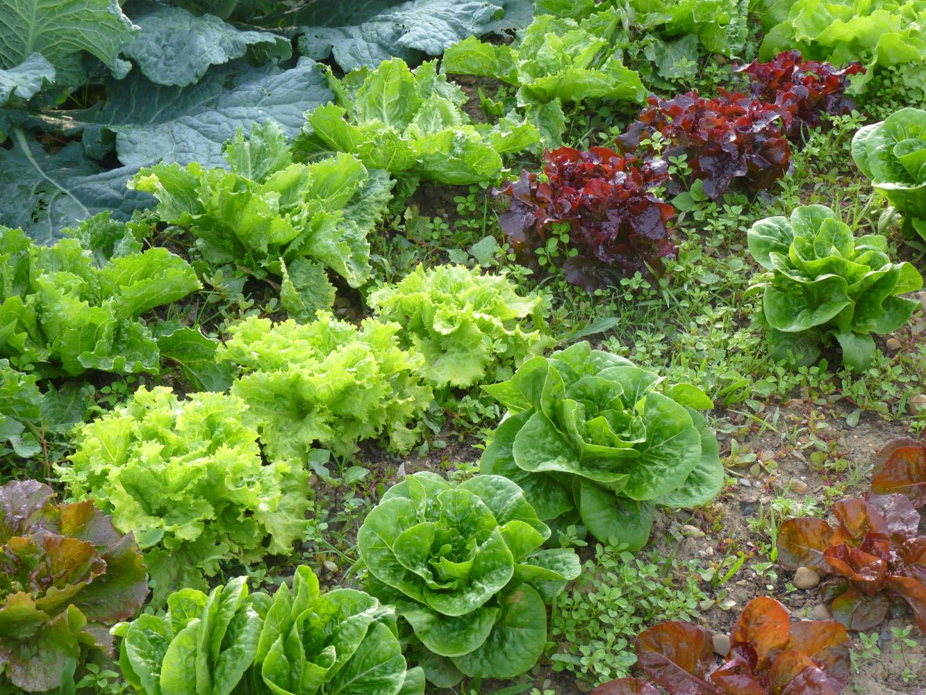 Production de salades