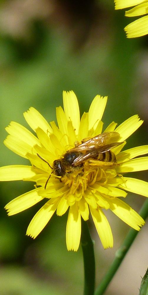 abeille solitaire (Hallicte)