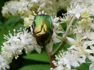 La biodiversité aux jardins