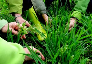 jardinage collectif