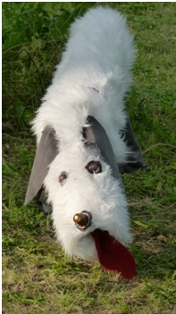 L'épouvantail chien, adoré des enfants