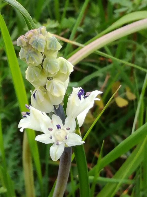 Bellevalia romana