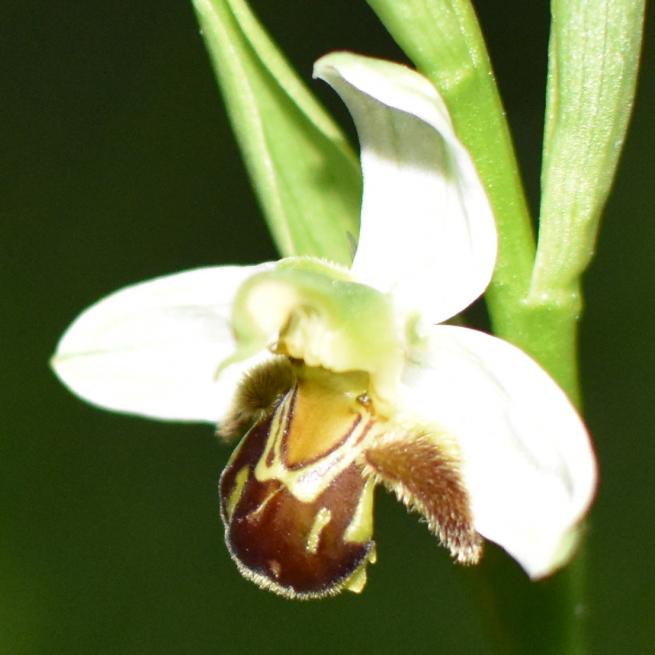 Ophrys abeille