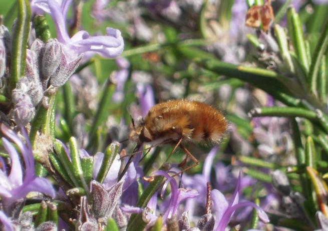 bombyle bombyle