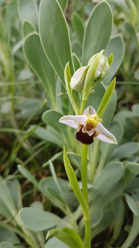 orchidée sauvage abeille orchidée ophrys apiféra