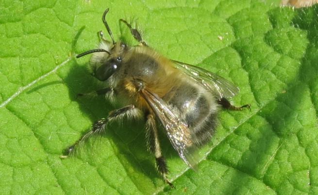 Une des 100 espèces d'abeille solitaire