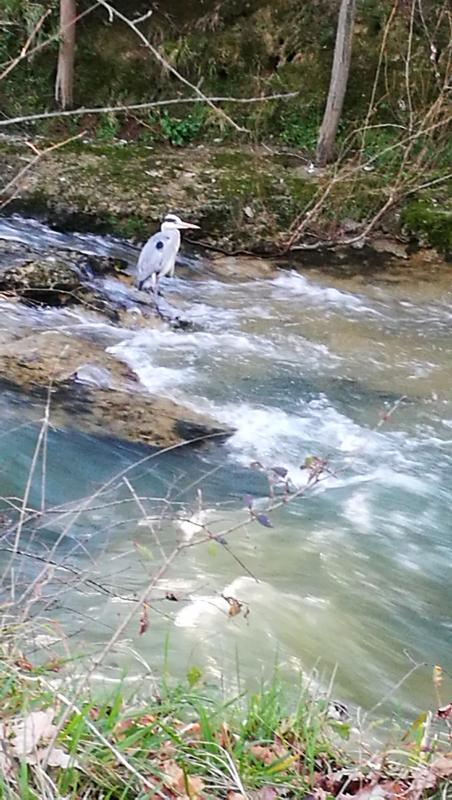 Heron observé le long du Touch a Tournefeuille, a proximité de l'aire du tir a l'arc