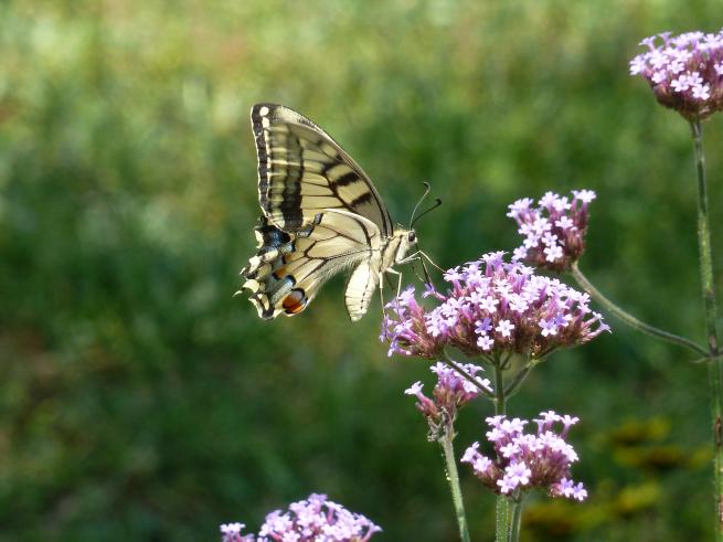 papillon machaon