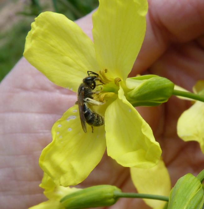 abeille solitaire