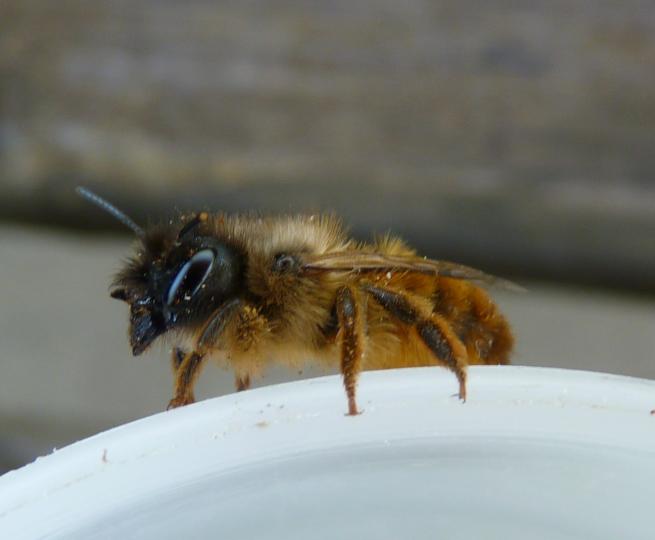 osmia cornuta femelle