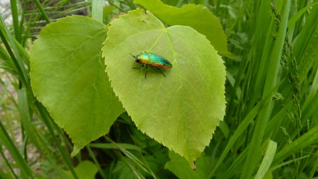 coléoptère Scintillante mirifique