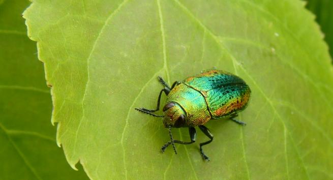 coléoptère Scintillante mirifique coléoptère Scintillante mirifique