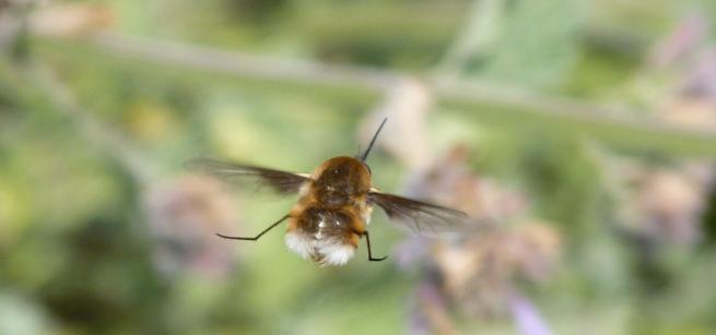 Bombyle en vol