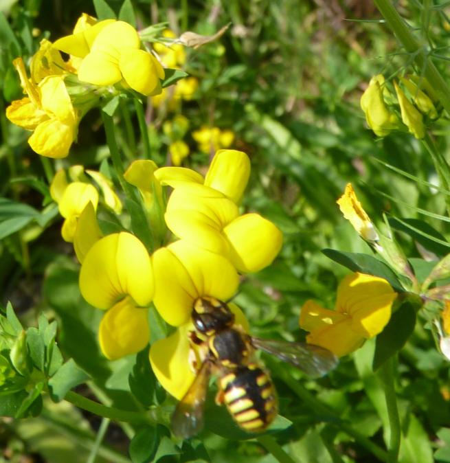 anthidie cotonnière