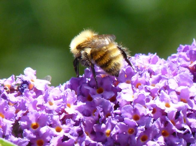 bourdon des près