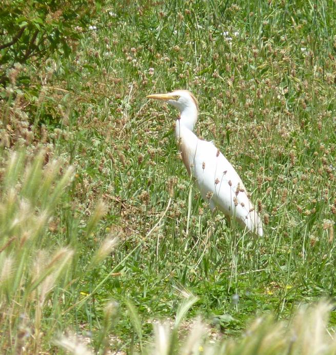 heron garde-boeufs heron garde-boeufs