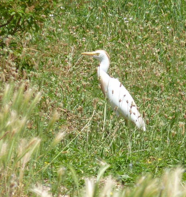 heron garde-boeufs