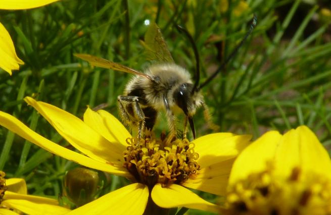 Abeille solitaire, Eucère Abeille solitaire, Eucère