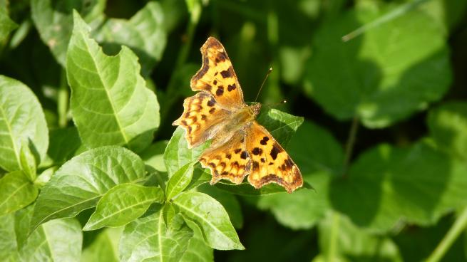 papillon Robert le diable