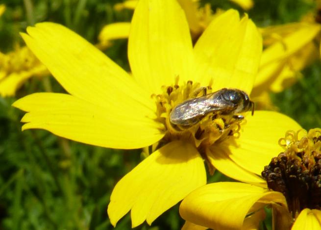 abeille solitaire, colletes abeille solitaire, colletes