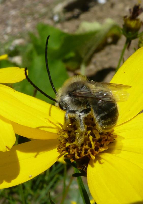 Abeille solitaire, Eucère Abeille solitaire, Eucère