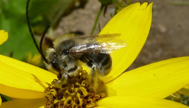 Abeille solitaire, Eucère Abeille solitaire, Eucère