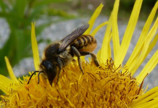 Megachile versicolor Megachile versicolor