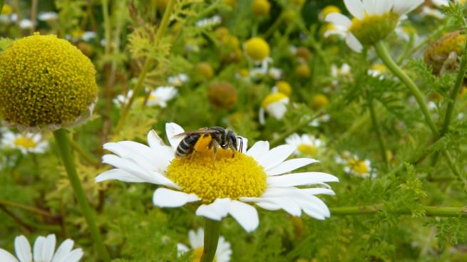 Halictus quadricinctus Halictus quadricinctus