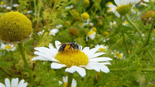 Halictus quadricinctus